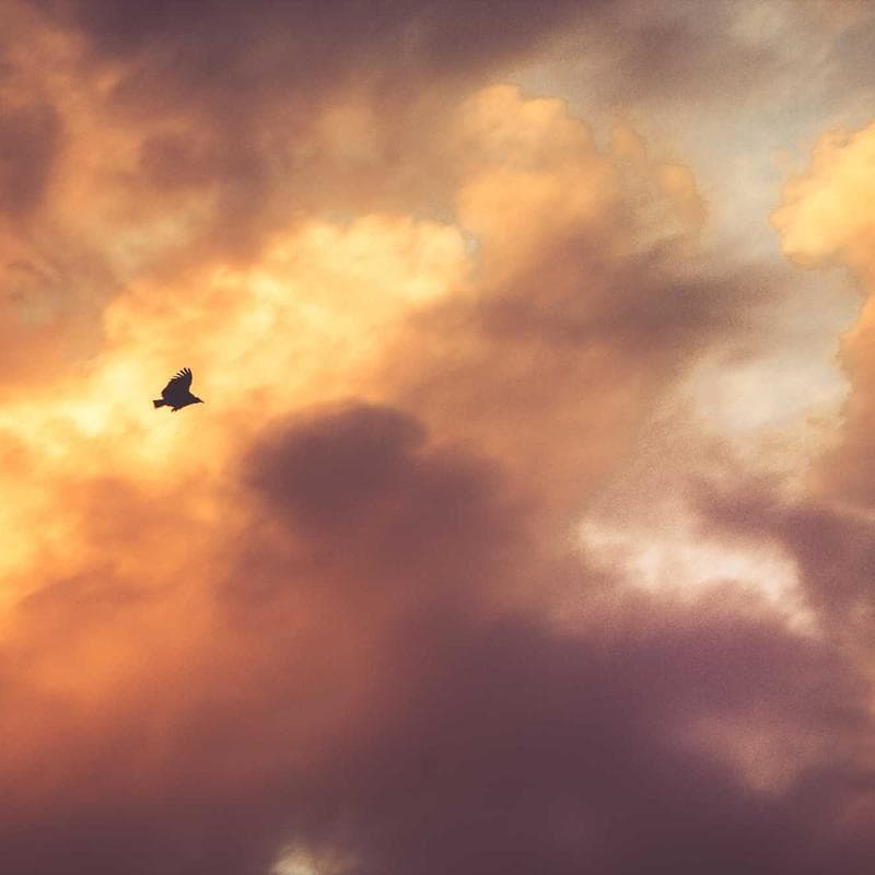 VoltCore Canvas Webbed Belt image