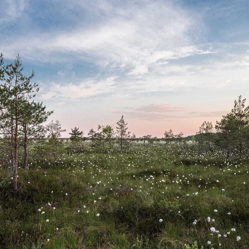 StrideCo FeatherLite Sandal image