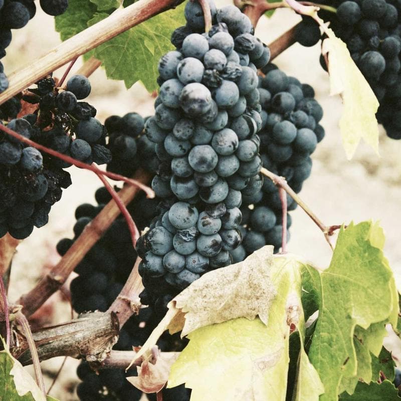 Axion Digital HD Webcam with Mic image