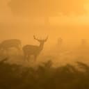 Product carousel Indicator