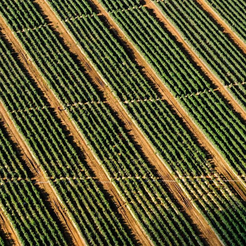 Radiant Beauty Lab Vitamin C Brightening Cream image