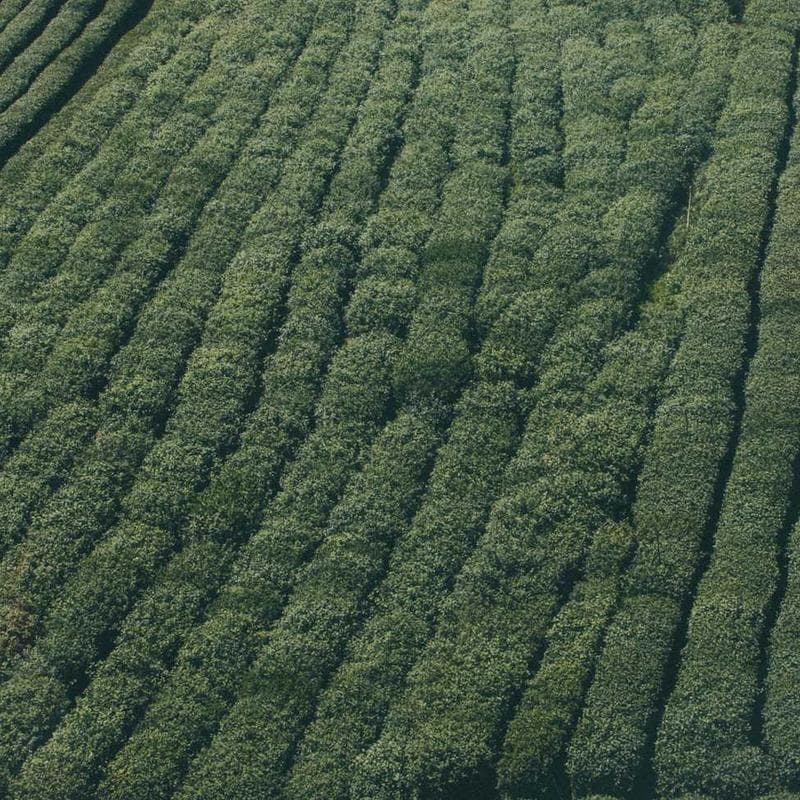 Corded Leatherworks Field Tactical Watch image